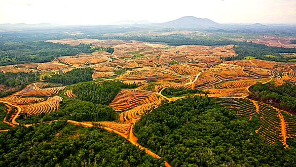 Earthqualizer uses geospatial AI to track deforestation-free palm oil supply chains in Southeast Asia